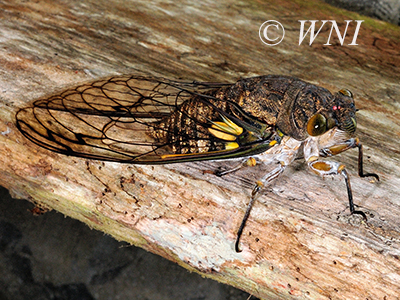 Quesada gigas (Giant Cicada)